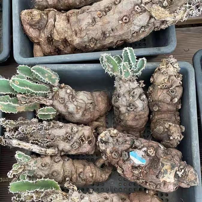 7-10cm Euphorbia mlanjeana