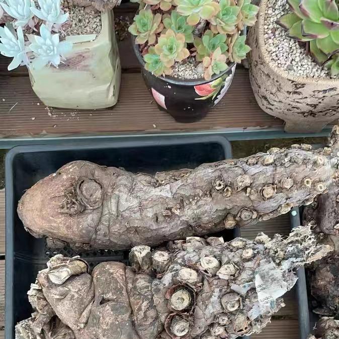 7-10cm Euphorbia mlanjeana