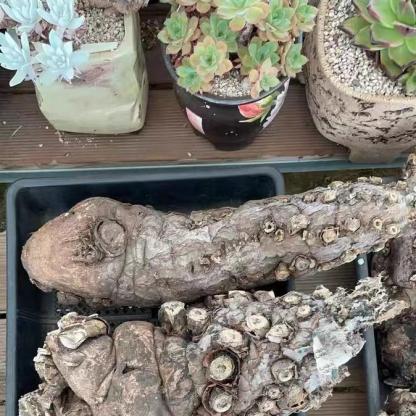 7-10cm Euphorbia mlanjeana