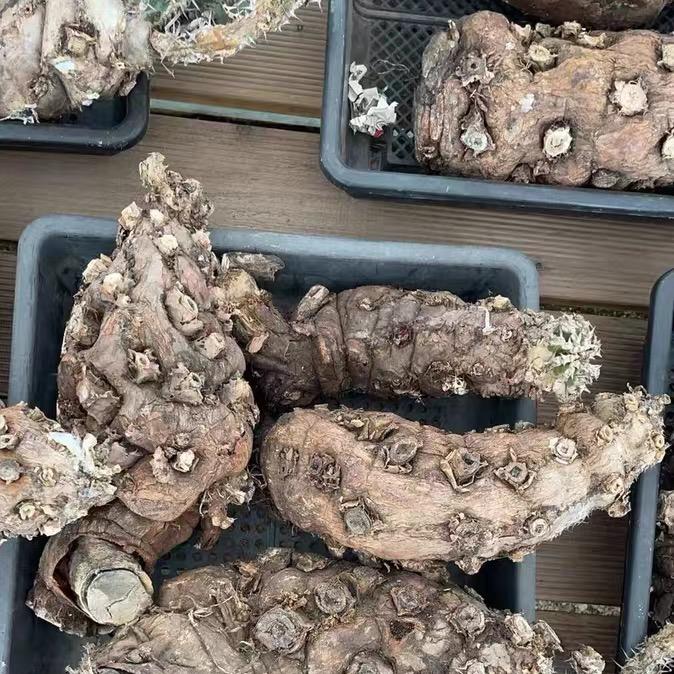 7-10cm Euphorbia mlanjeana