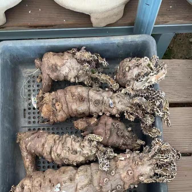 7-10cm Euphorbia mlanjeana