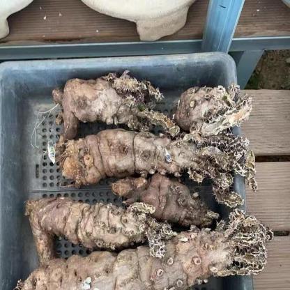 7-10cm Euphorbia mlanjeana