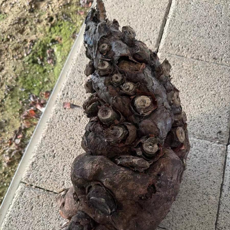 7-10cm Euphorbia mlanjeana