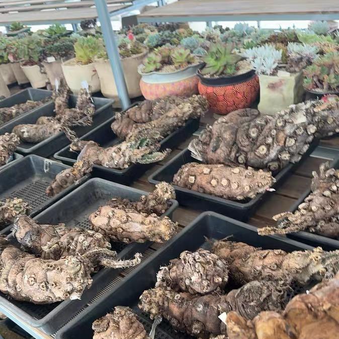 7-10cm Euphorbia mlanjeana