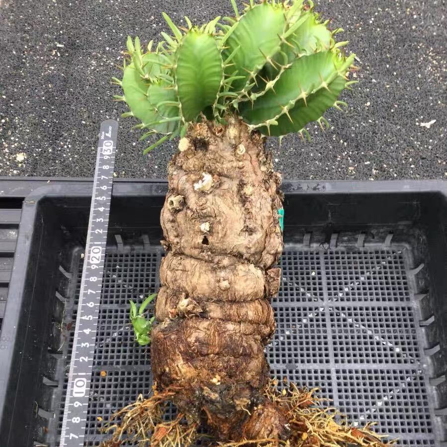 7-10cm Euphorbia mlanjeana