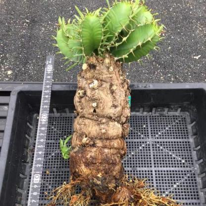 7-10cm Euphorbia mlanjeana