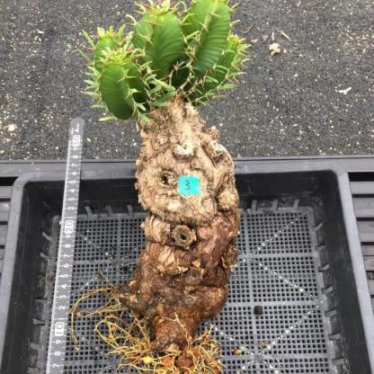 7-10cm Euphorbia mlanjeana