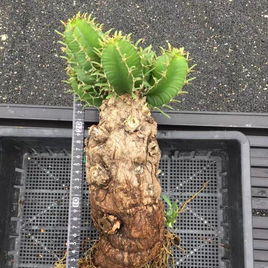 7-10cm Euphorbia mlanjeana