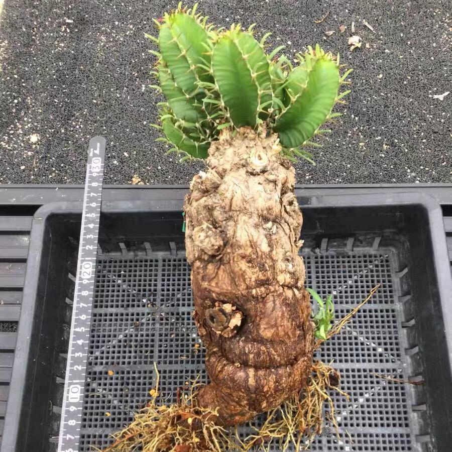 7-10cm Euphorbia mlanjeana