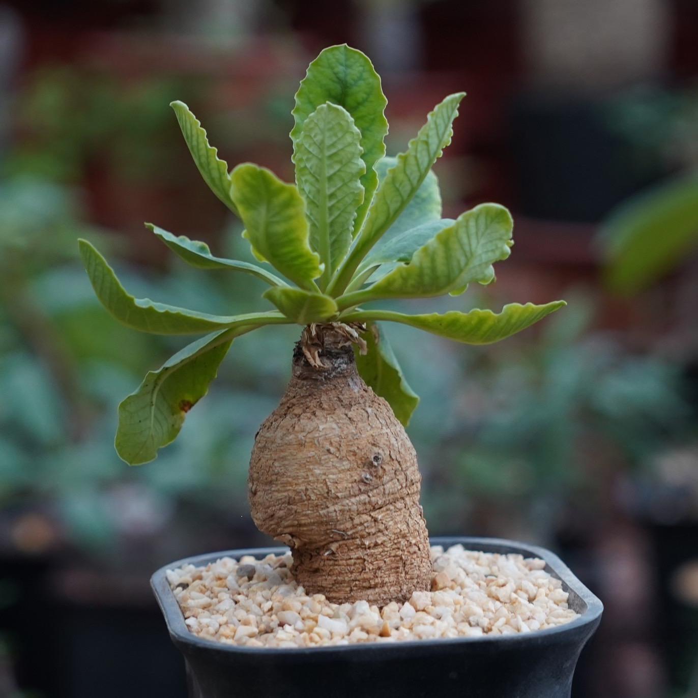 4-5cm Euphorbia primulifolia