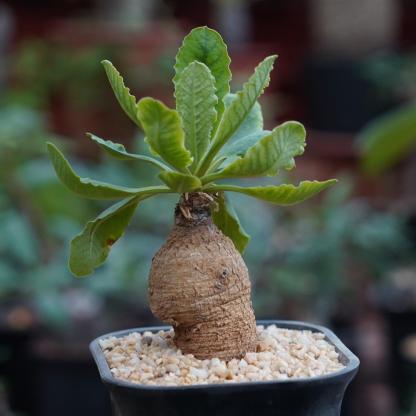 4-5cm Euphorbia primulifolia