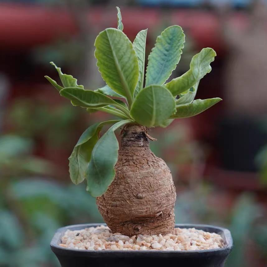 4-5cm Euphorbia primulifolia