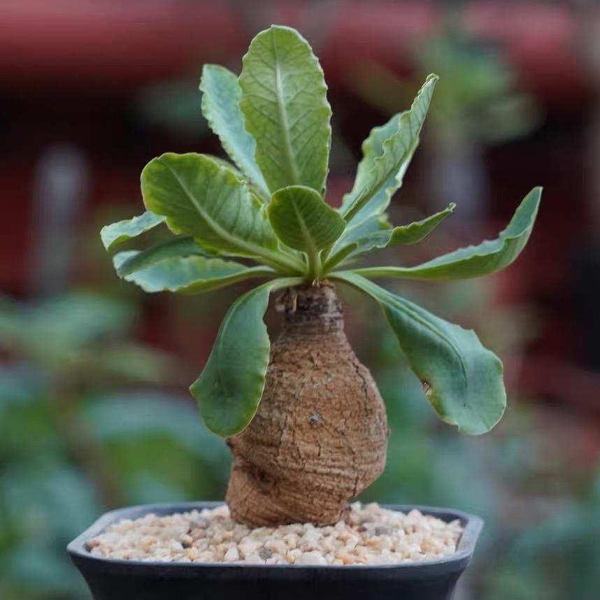 4-5cm Euphorbia primulifolia