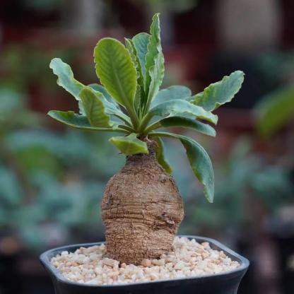 4-5cm Euphorbia primulifolia