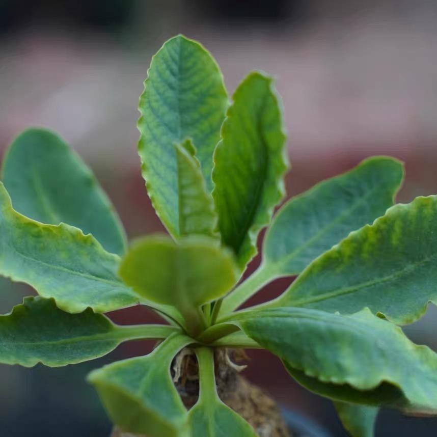 4-5cm Euphorbia primulifolia