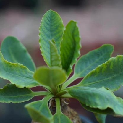 4-5cm Euphorbia primulifolia