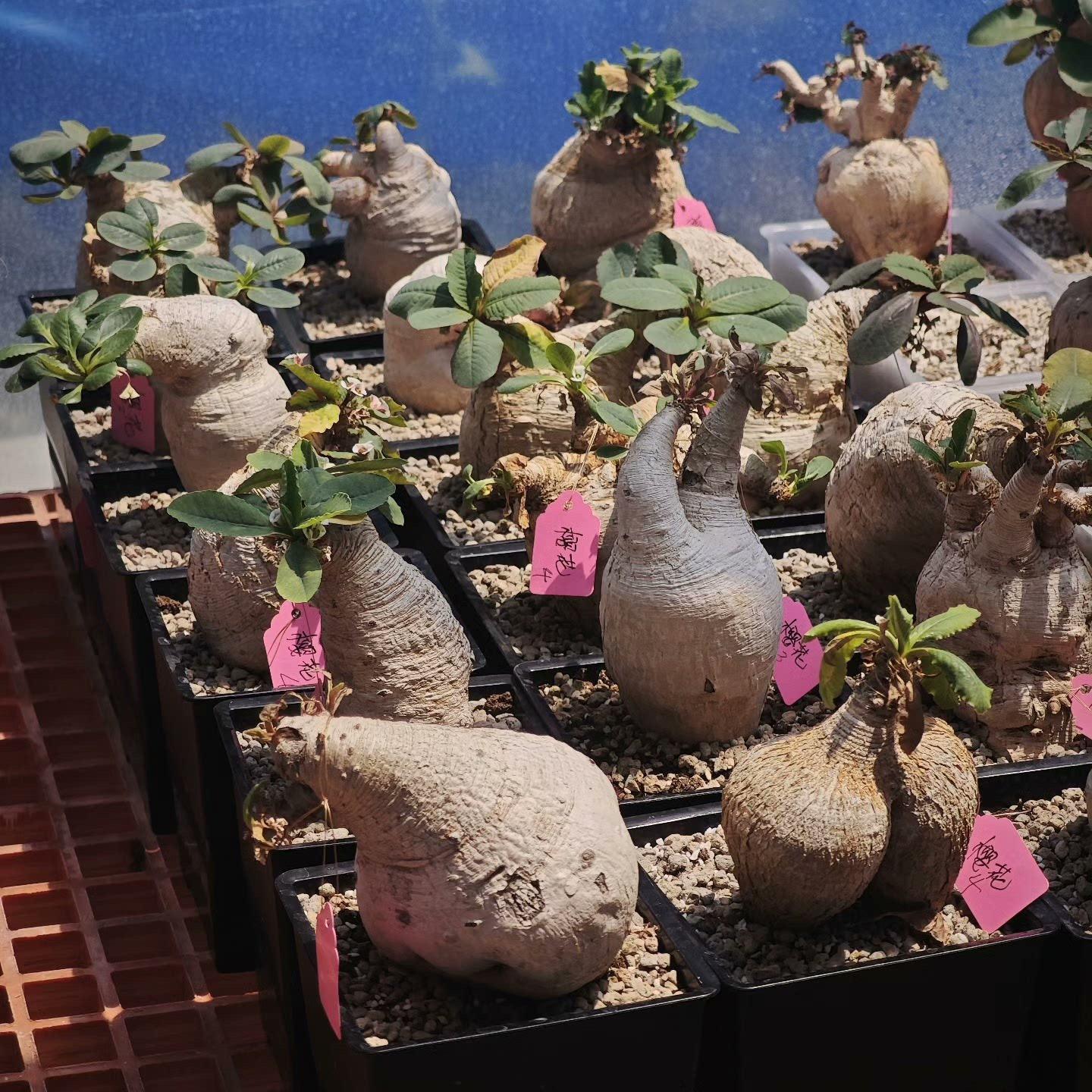 4-5cm Euphorbia primulifolia