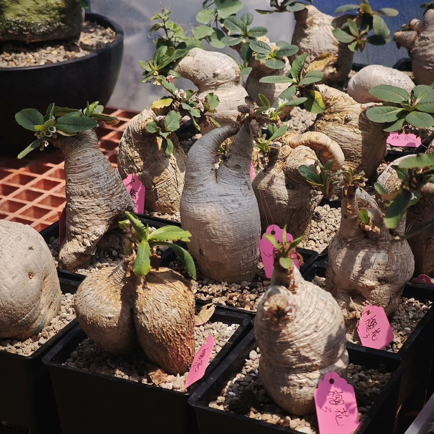 4-5cm Euphorbia primulifolia