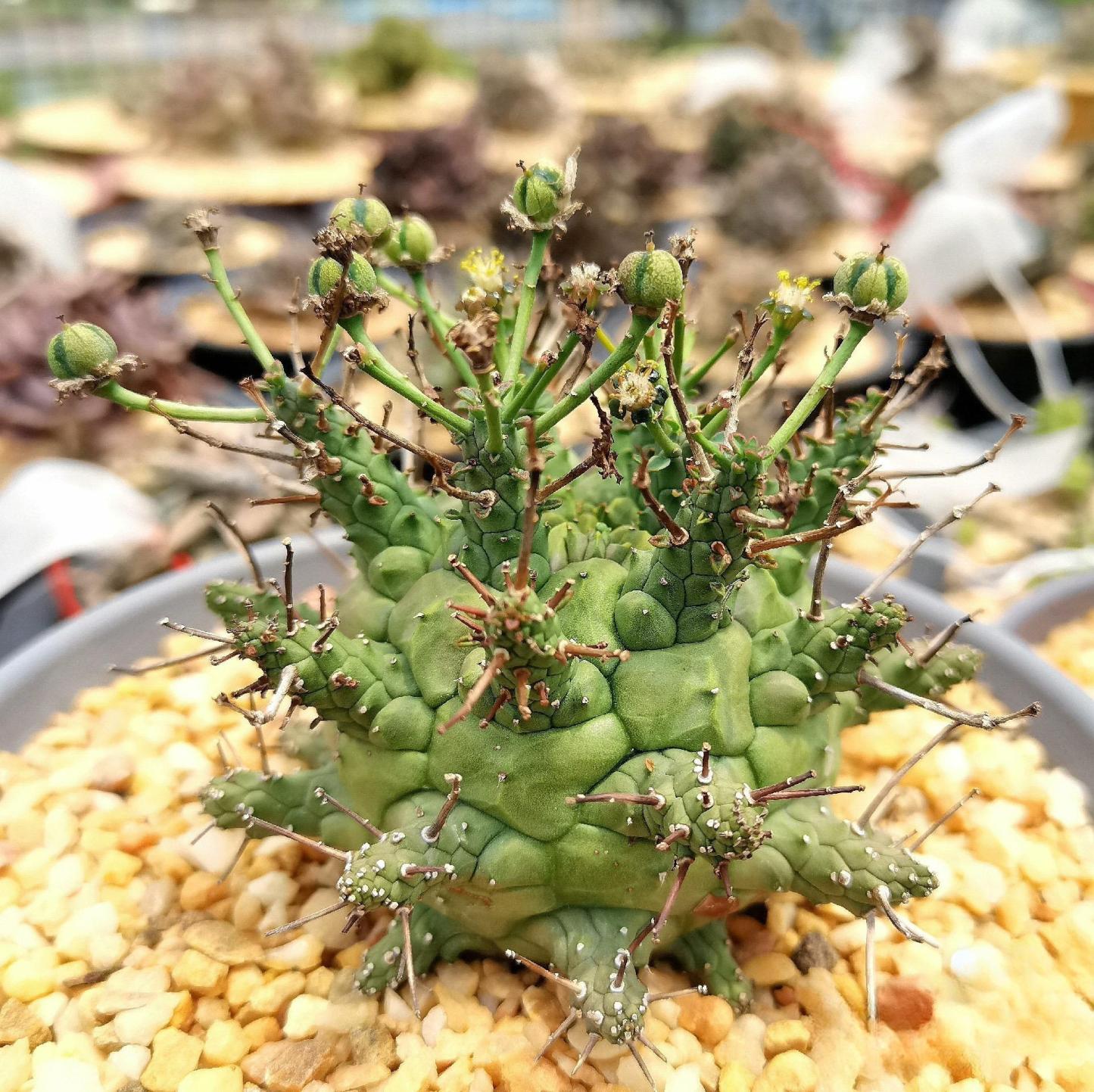 2-5cm Euphorbia decepta