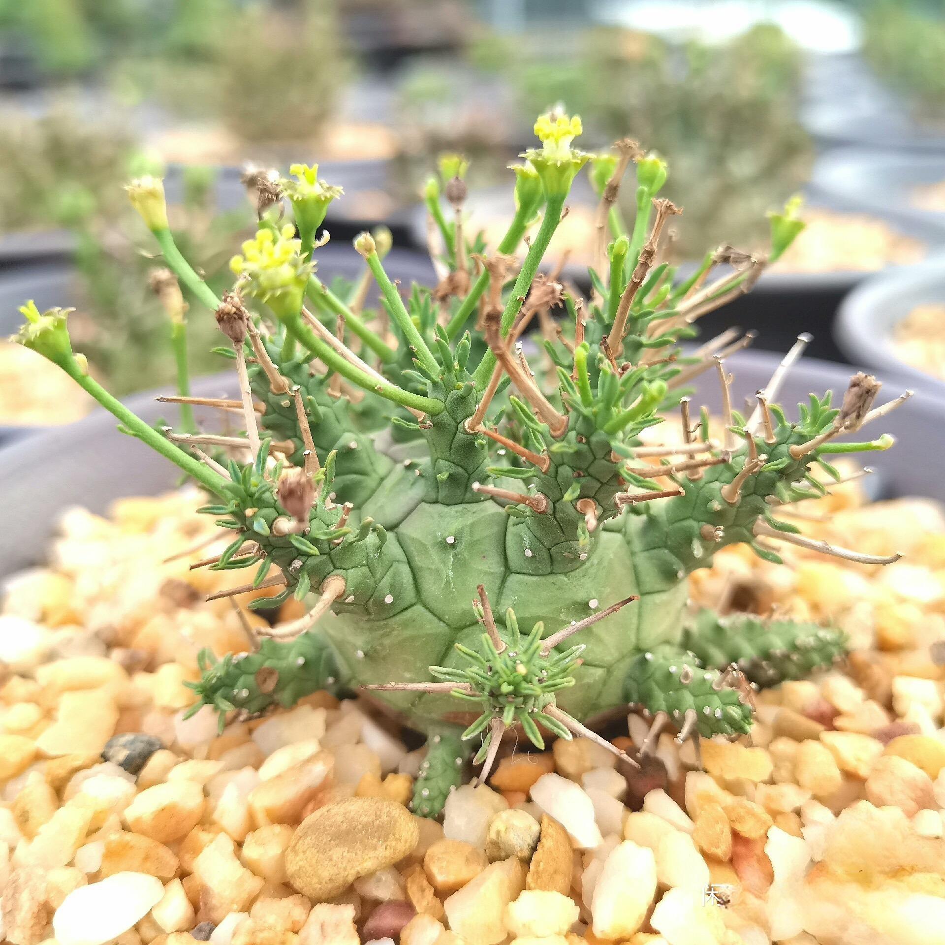 2-5cm Euphorbia decepta