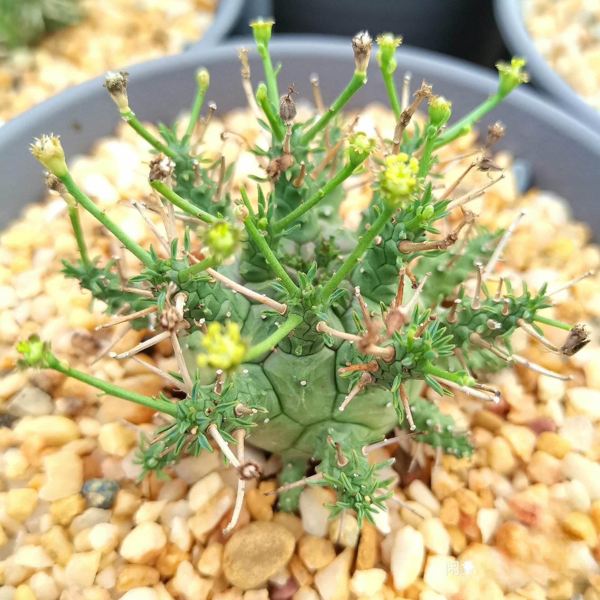 2-5cm Euphorbia decepta