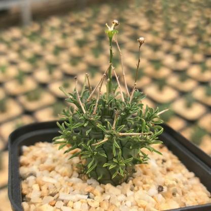 2-5cm Euphorbia decepta