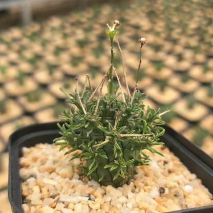 2-5cm Euphorbia decepta