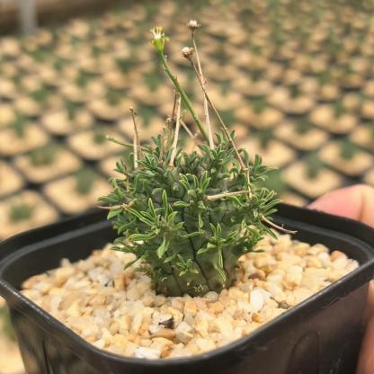 2-5cm Euphorbia decepta