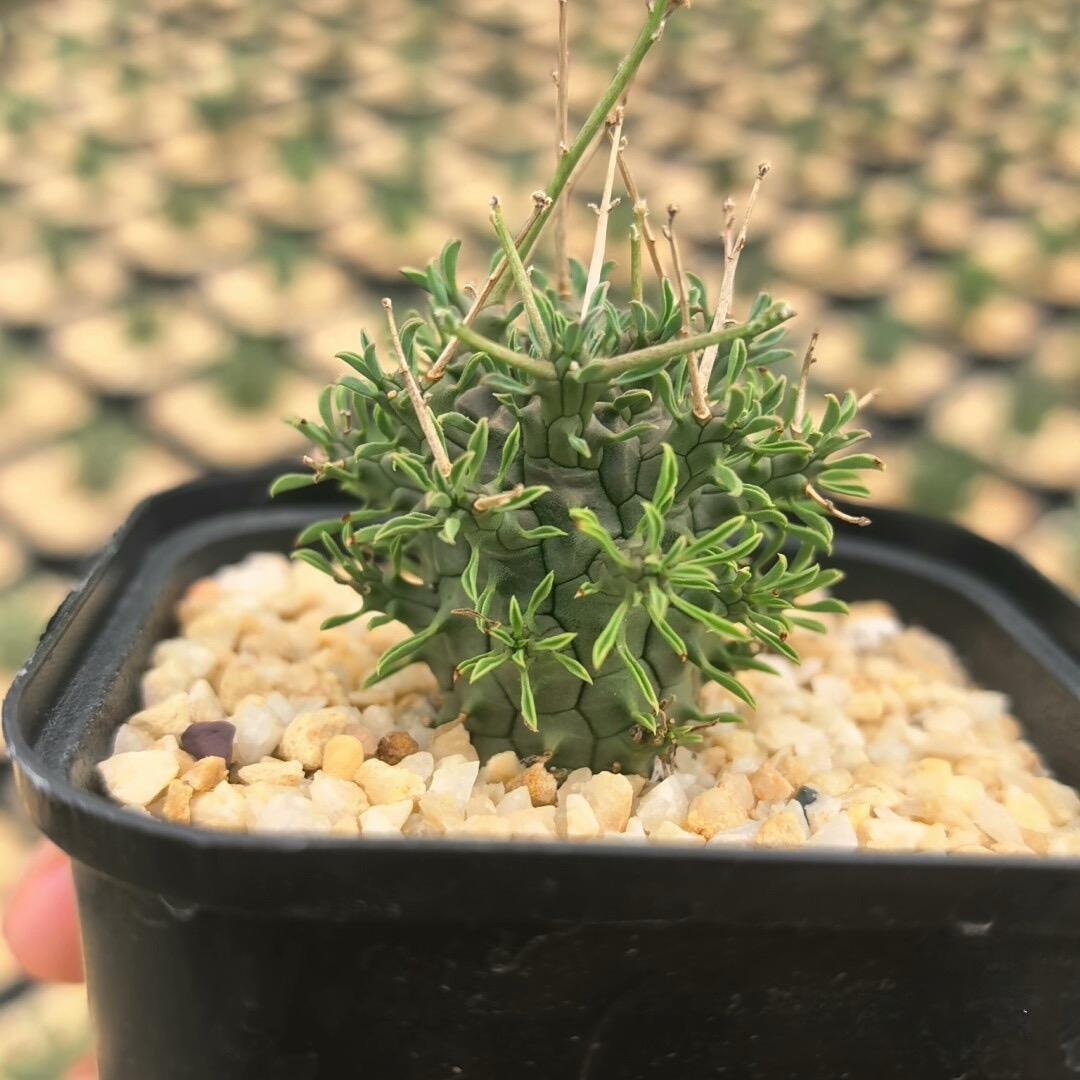2-5cm Euphorbia decepta