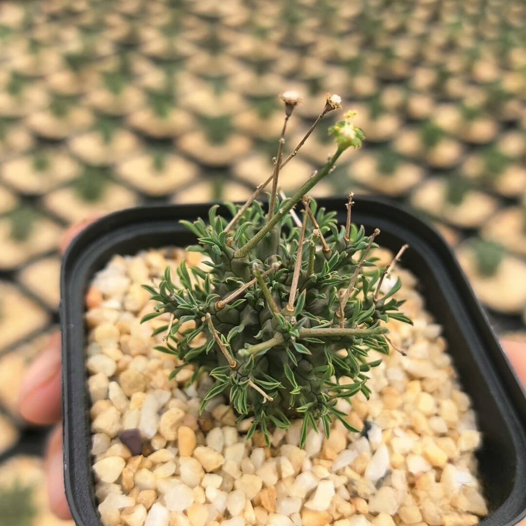 2-5cm Euphorbia decepta