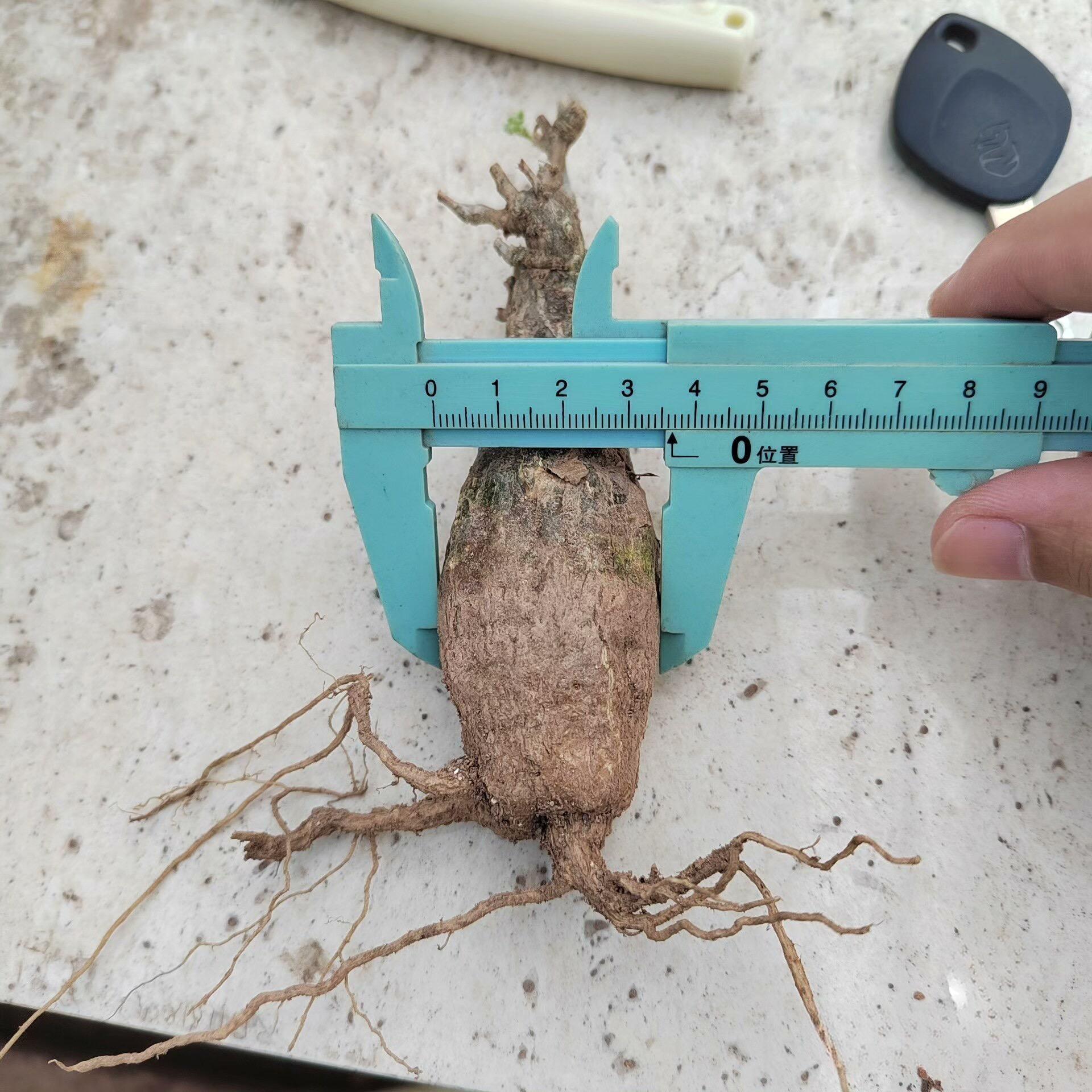 4-7cm Momodica rostrata