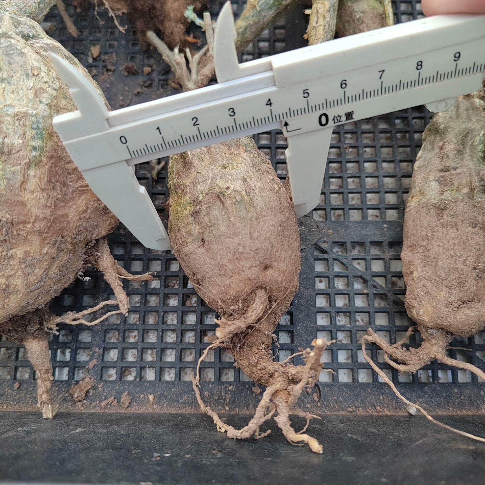 4-7cm Momodica rostrata