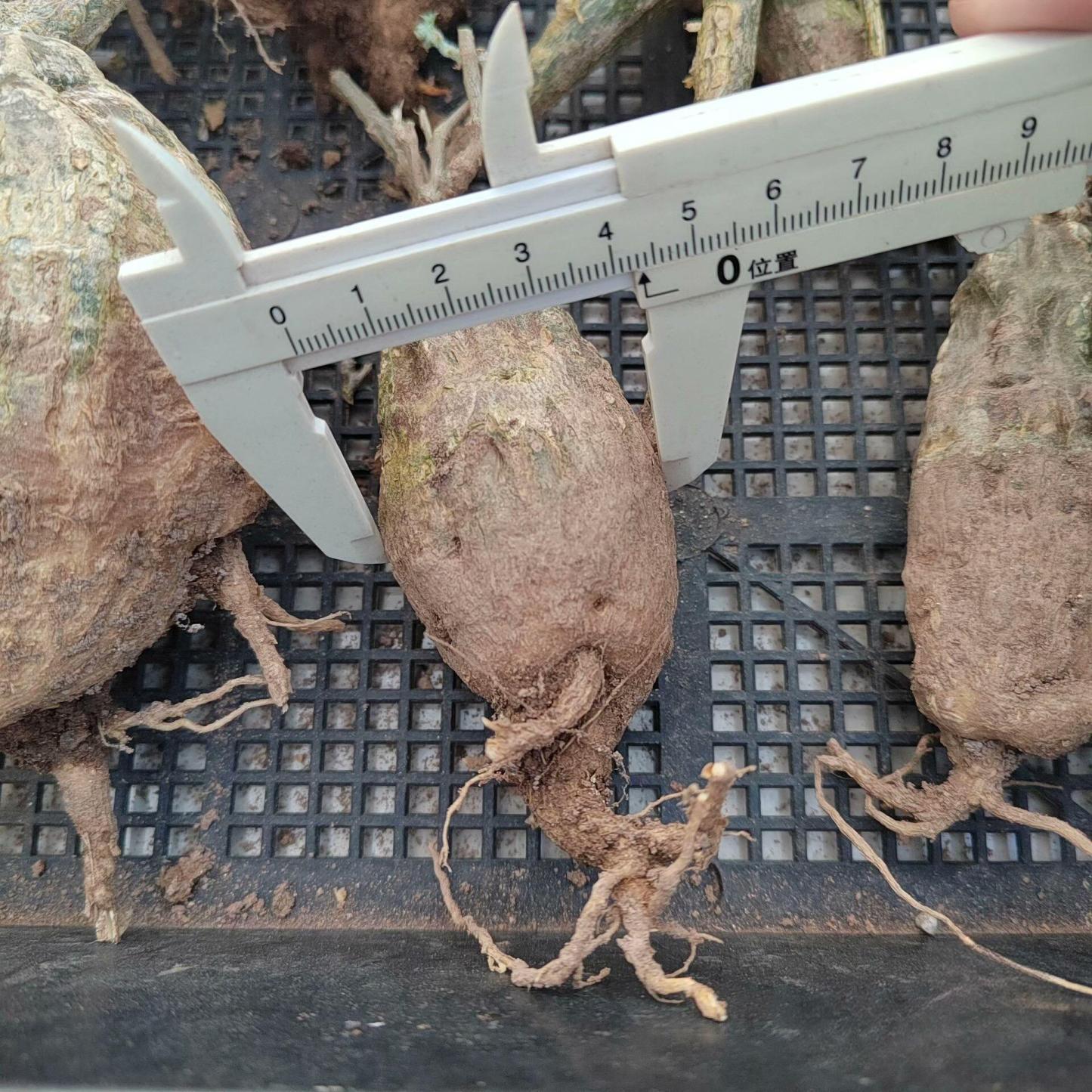 4-7cm Momodica rostrata