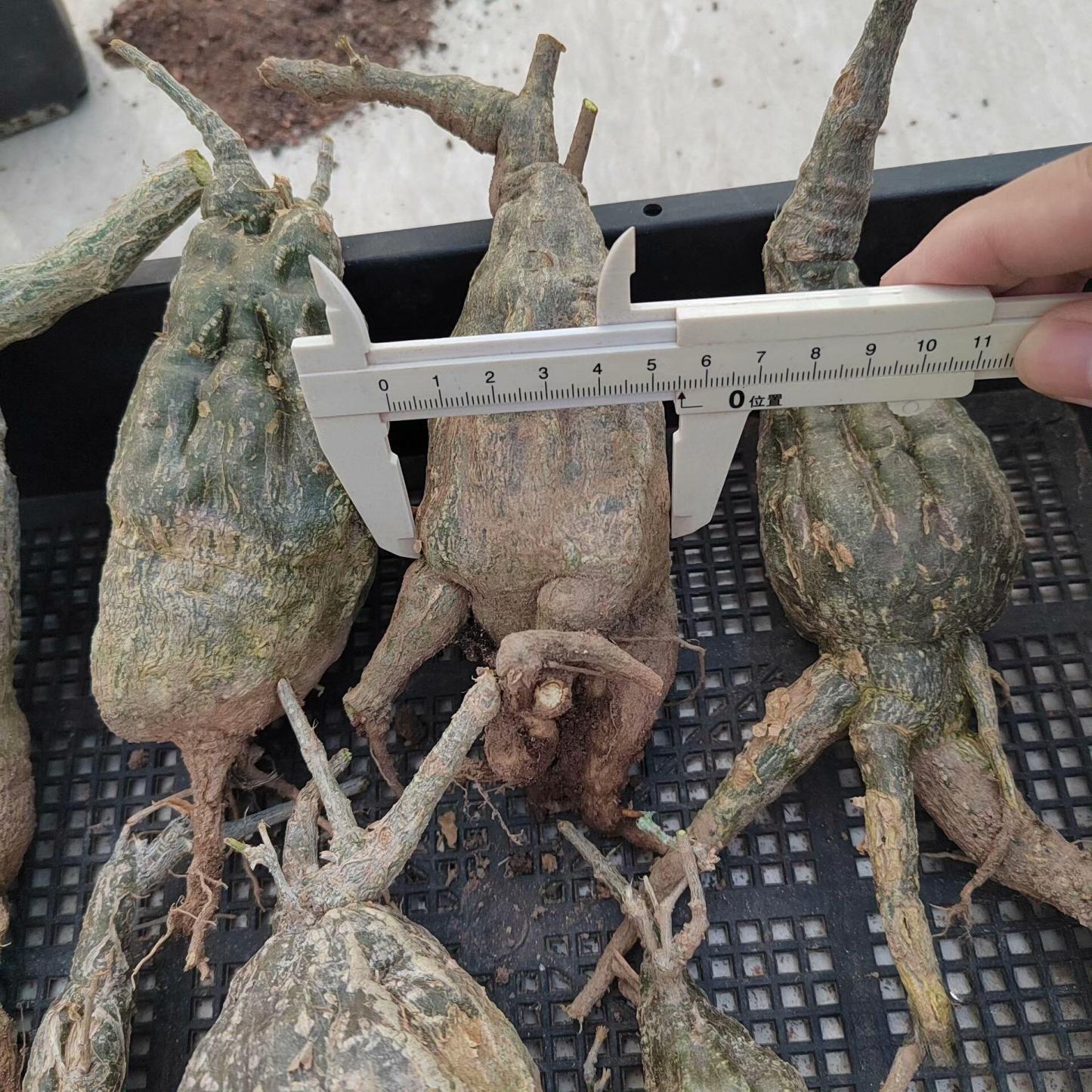 4-7cm Momodica rostrata