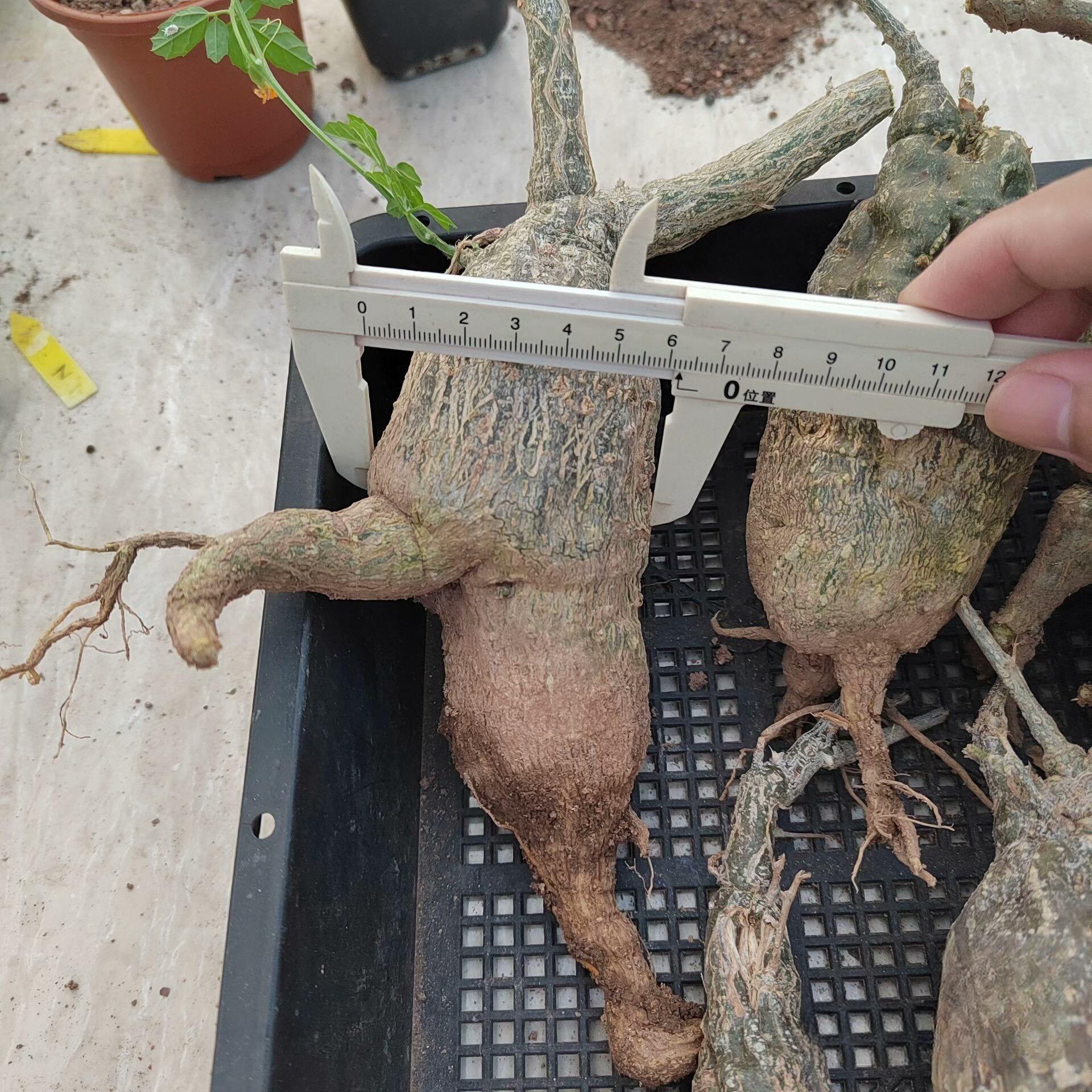 4-7cm Momodica rostrata