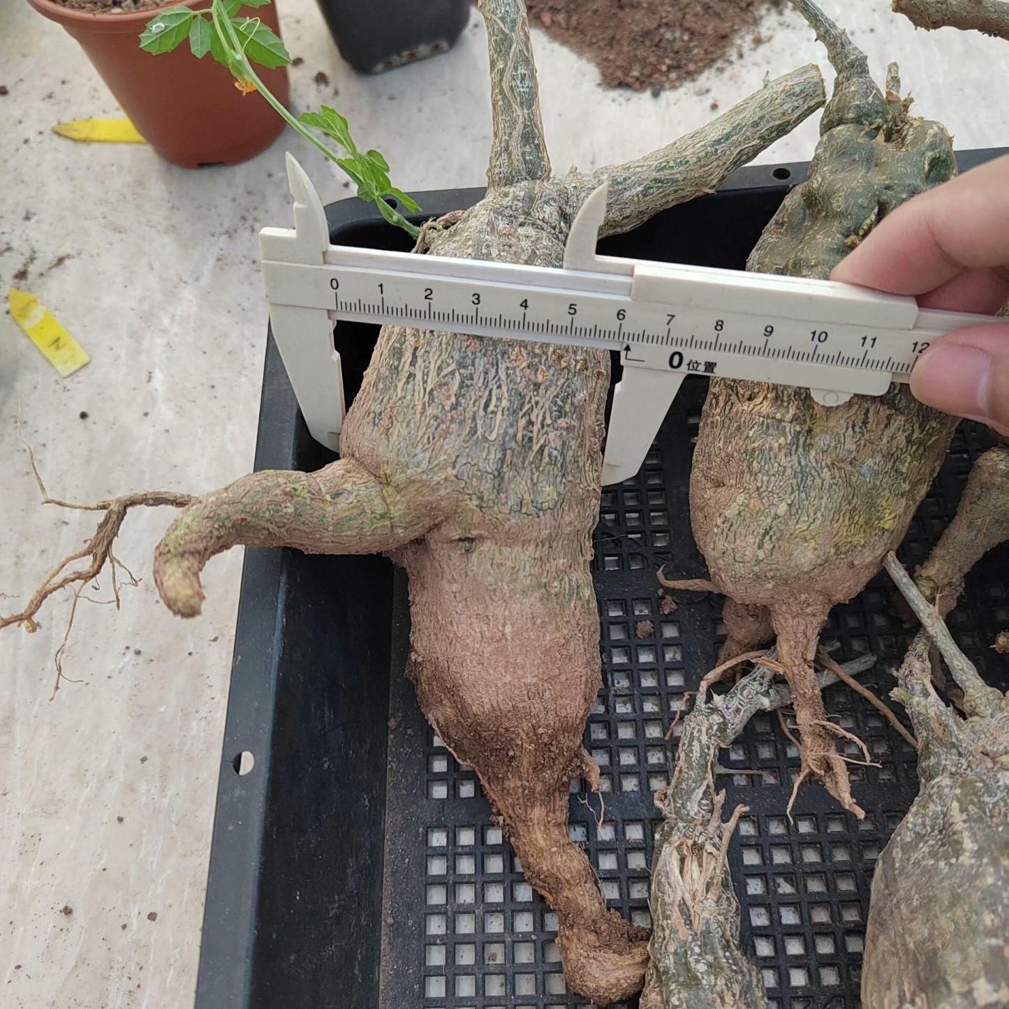 4-7cm Momodica rostrata