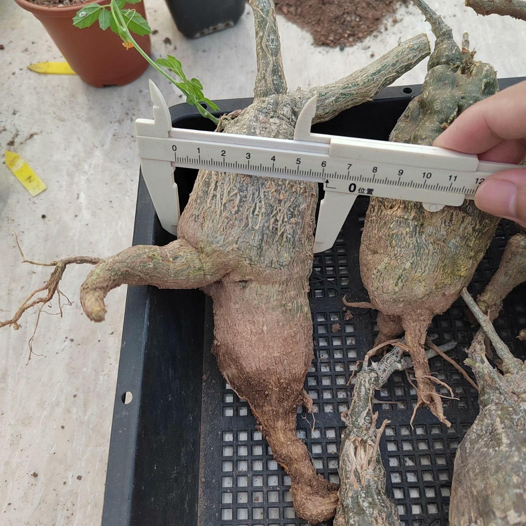 4-7cm Momodica rostrata