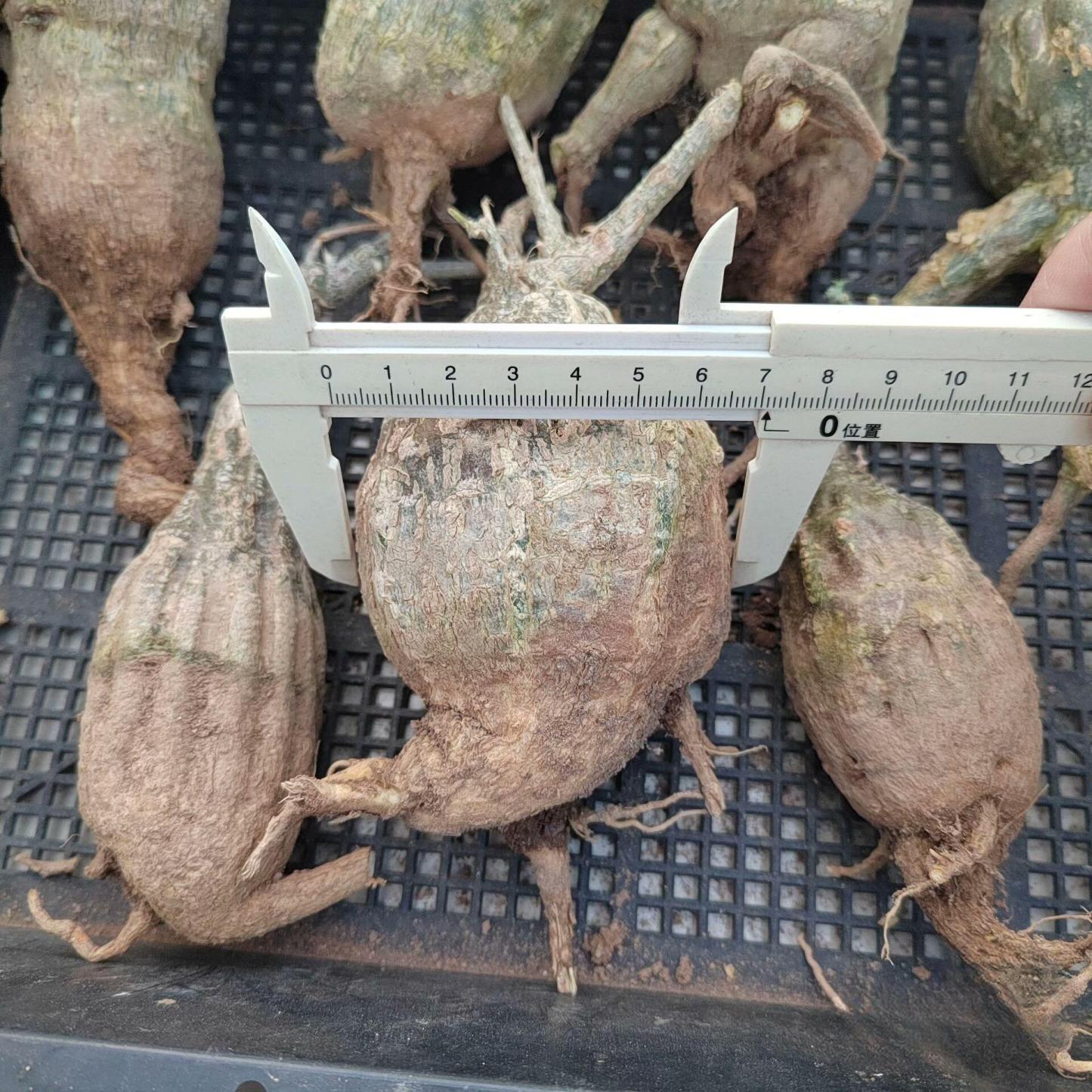 4-7cm Momodica rostrata