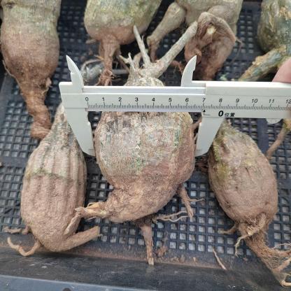 4-7cm Momodica rostrata