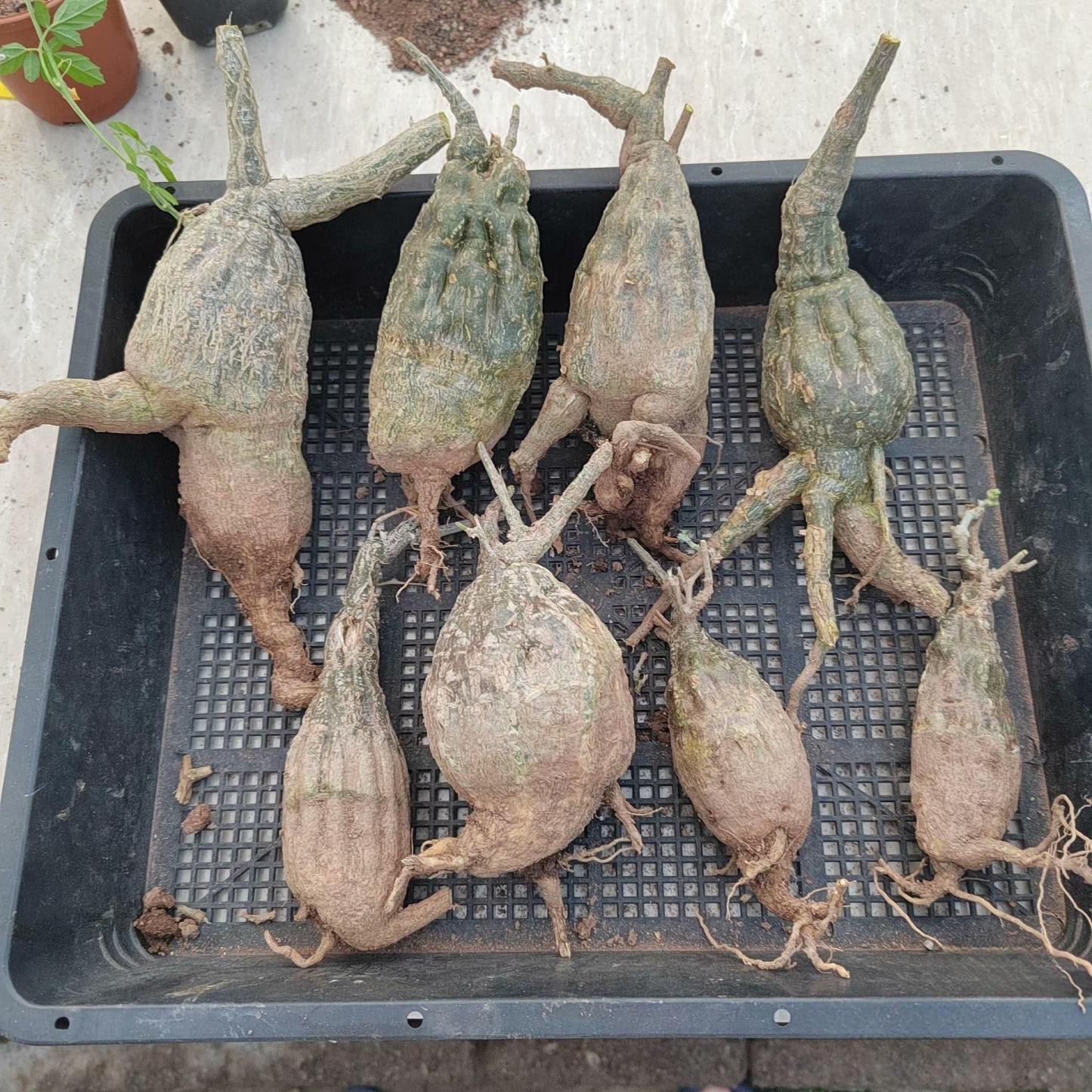 4-7cm Momodica rostrata