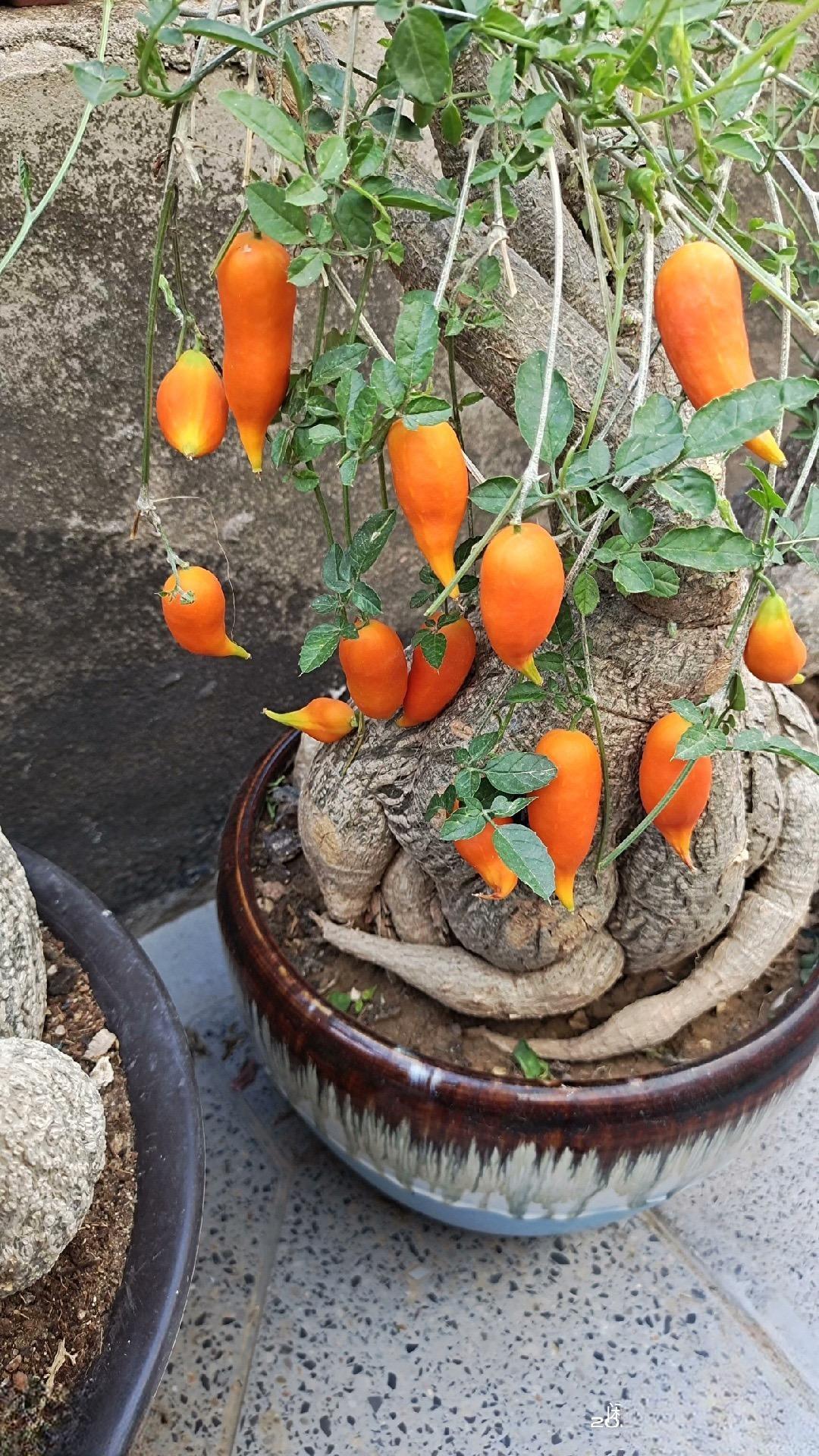 4-7cm Momodica rostrata