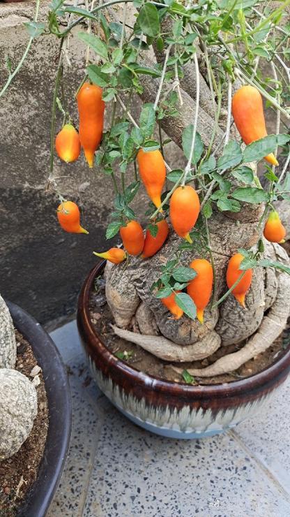 4-7cm Momodica rostrata