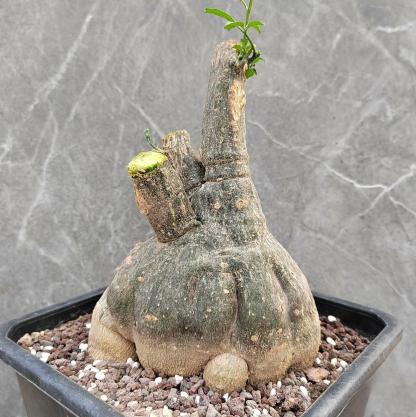 4-7cm Momodica rostrata