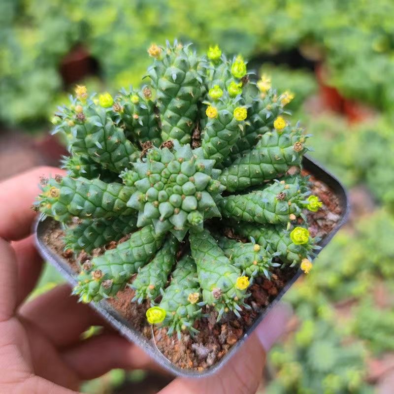 5-7cm Euphorbia inermis‌
