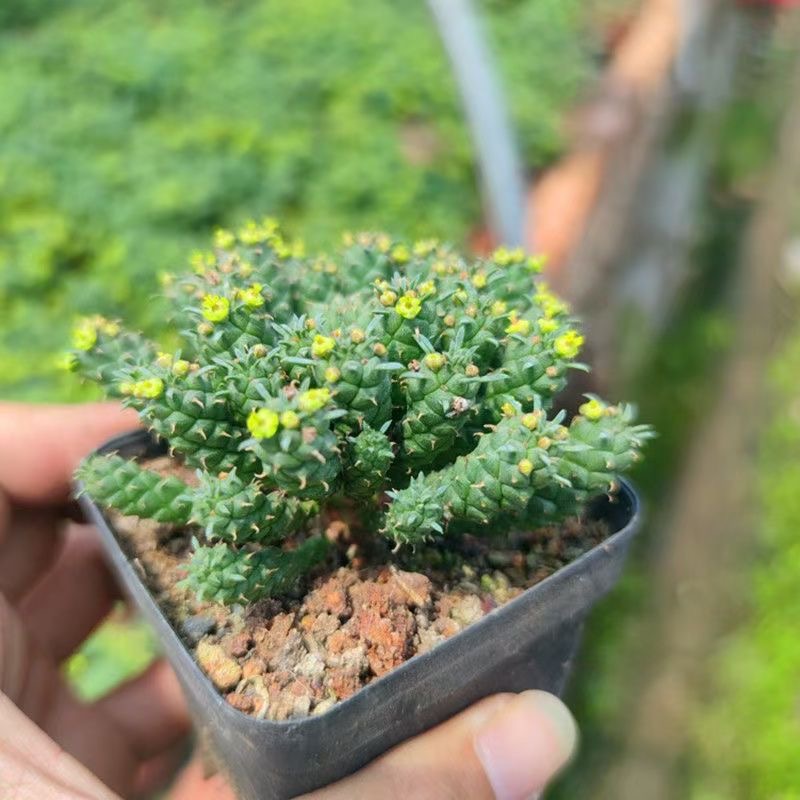 5-7cm Euphorbia inermis‌