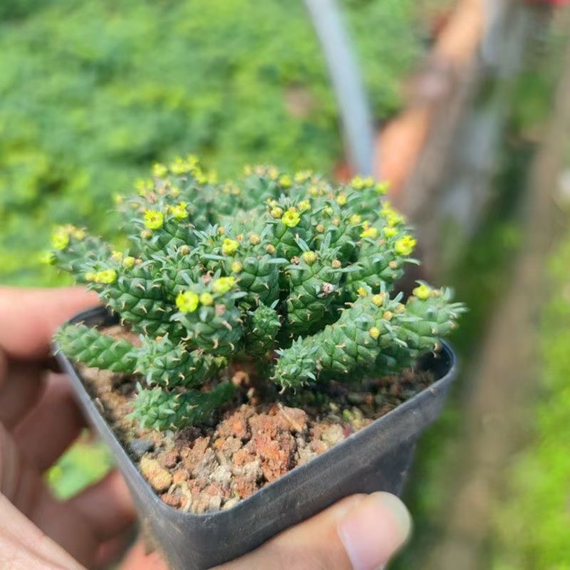 5-7cm Euphorbia inermis‌