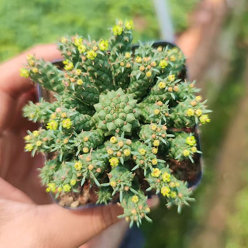 5-7cm Euphorbia inermis‌