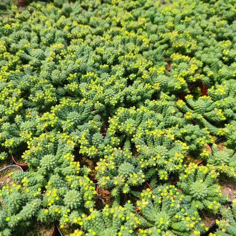 5-7cm Euphorbia inermis‌