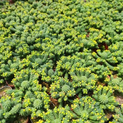 5-7cm Euphorbia inermis‌