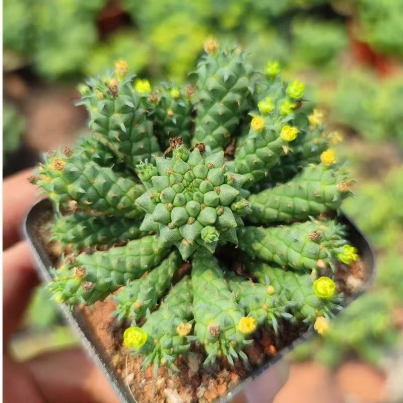 5-7cm Euphorbia inermis‌
